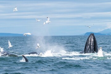 action shot of birds and humpback whales feeding on fish in alaska