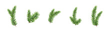 Fir Branches On Transparent Background To Use Greeting Cards, Fir Branch Illustrations, Set Of Fir Branches Illustrations
