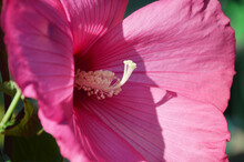 Close Up Of Pink Hibiscus Moscheutos Flower
