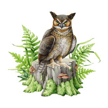 Eagle Owl On A Tree Stump With Green Fern And Grass. Watercolor Illustration. Wildlife Nature Scene. Virgin Eagle-owl Perched On A Green Mossy Tree Stump Image. Isolated On White Background