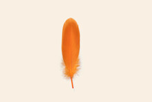 Exotic Soft Orange Bird Feather