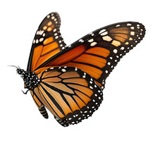 Isolated Orange Monarch Butterfly In Flight, Macro, Png, Transparent Background, Spring, Summer, Vertical, Horizontal, Close Up, Top View, Side View, Generative AI