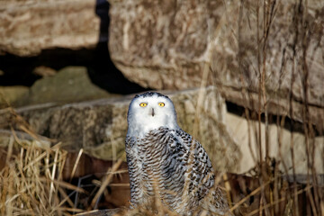 Poster - e Snowy owl (Bubo scandiacus), also known as the polar owl, the white owl and the Arctic owl on the shore Lake Michigan in winter during migration from the north.