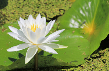 Sticker - White Water Lily - Tennessee