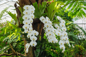 Wall Mural - Closeup image of white Phalaenopsis or moth orchids in botanic garden