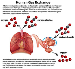 Canvas Print - Human Gas Exchange Diagram  Vector