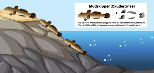 Sticker - Mudskipper Movement Vector Concept