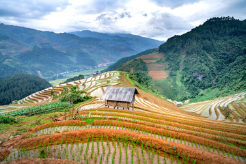 Wall Mural - Curved lines of Terraced rice field during the watering season at the time before starting to grow rice in Lao Chai, Mu Cang Chai, VN