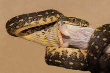 Hatchling Australian Diamond Python Taking First Feed