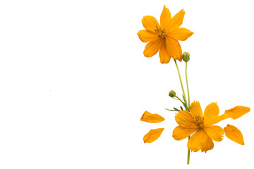 Wall Mural - orange flowers cosmos arrangement flat lay postcard style 