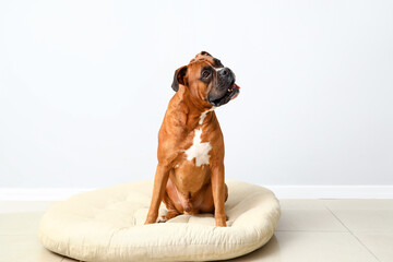 Wall Mural - Boxer dog sitting in pet bed near light wall