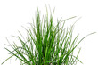 Bush of green lush grass isolated on white or transparent background. Raster clipart of the spring herb