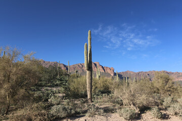 Sticker - saguaro cactus in Arizona