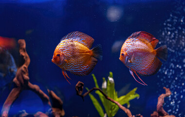 Underwater shot of Symphysodon fish