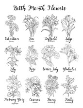 Birth Month Flowers Line Art Vector Illustrations. Carnation, Daffodil, Larkspur, Tulip, Lily, Peony, Rose Hand Drawn Black Ink Sketch. Trendy Minimalist Design For Tattoo, Logo, Wall Art, Cards.