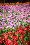 Fototapeta Tulipany - beautiful pink and red tulip in the garden
