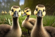 Funny Portrait Of Inquisitive Goslings And Family. Photo Generative AI