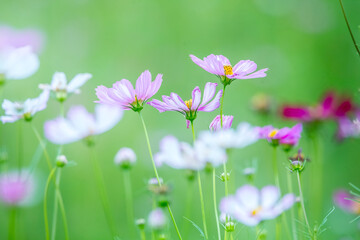 Nature of pink flower cosmos in garden for background abstract