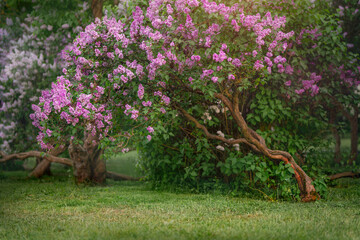 Wall Mural - White and pink lilac bushes blooming in spring garden