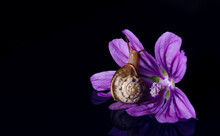 Close-up Of Snail With Purple Flower Against Black Background