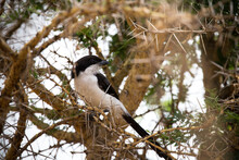 Low Angle View Of Magpie Perching On Branch In Forest At Mikumi National Park