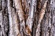 © Cavan Images - Close-up of tree trunk