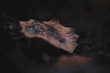 Close-up Of Dry Leaf Fallen On Field During Autumn