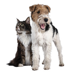 adult maine coon cat and fox terrier dog sitting / standing beside each other. both looking side way