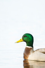 A Portrait Of A Mallard Duck Swimming On A Pond