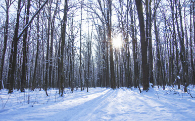 Wall Mural - Winter snow covered trees background