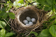 Blackbird Nest With Eggs Hidden In Greenery