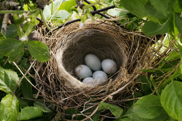 blackbird nest with eggs hidden in greenery