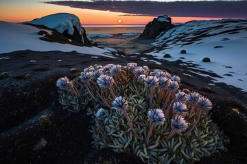 Poster - Landscape in the winter season, small flowers in a clearing among the boulders in the rays of the evening sun. Generative AI