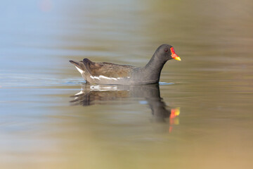 Wall Mural - swimming moorhen (gallinula chlorpus) mirrored on flat water surface