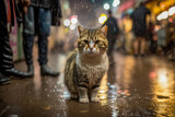 Fototapeta Uliczki - Cat is standing in the rain on crowded street. Generative AI.