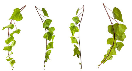 Fototapete - selection of green leaves of a ivy / hedera branch isolated on transparent background - png - image compositing footage - alpha channel - jungle - forest - nature - high resolution
