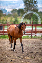 Wall Mural - horse on the farm