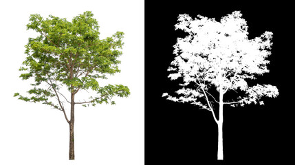 Poster - Single tree with clipping path and alpha channel on black background.
