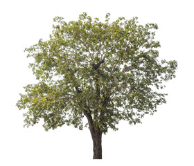 Wall Mural - Green tree isolated on transparent background with clipping path, single tree with clipping path and alpha channel.