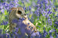 Long Eared Owl In Bluebell Forest