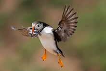 Puffin With Fish In Flight