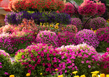 Beautiful Garden Or Park With Many Petunias And Other Flowers.
