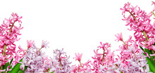 Pink Hyacinth On A Transparent Background, Png