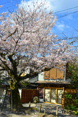 Wall Mural - Cherry blossom (sakura) in Kyoto, Japan