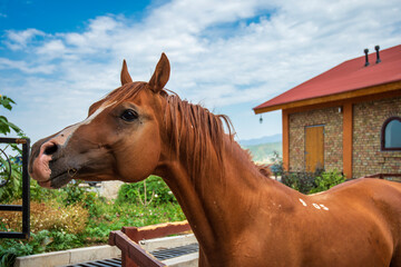 portrait of a horse