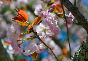 Wall Mural - Cherry blossom (sakura) in Kyoto, Japan