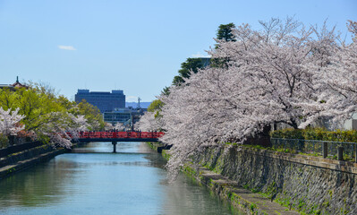 Wall Mural - Cherry blossom (sakura) in Kyoto, Japan