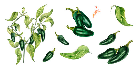 Set of jalapeno green hot peppers watercolor illustration isolated on white background. Hot pepper bush hand drawn. Design element for wrapping, menu, market, ingredients of dishes, stickers, label