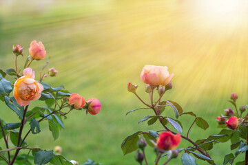 Wall Mural - graceful shoots orange pink roses with buds against sunny garden