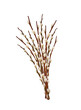 A bunch of Pussy willow spring stems isolated cutout on transparent